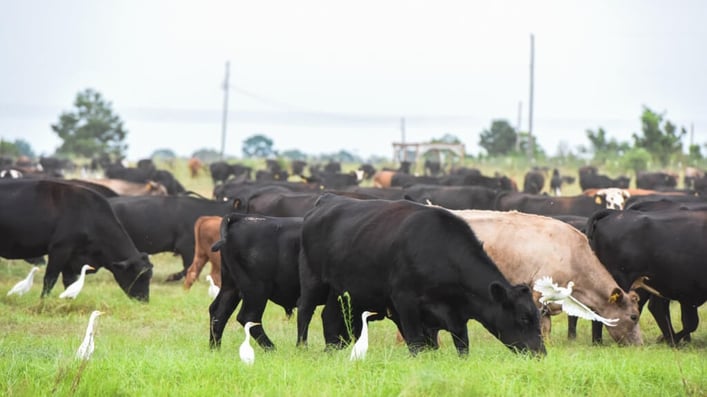White Oak Pastures breed cattle grazing