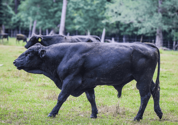 White Oak Pastures breed cattle pasture