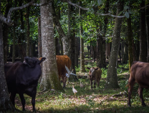 White Oak Pastures breed cattle woods