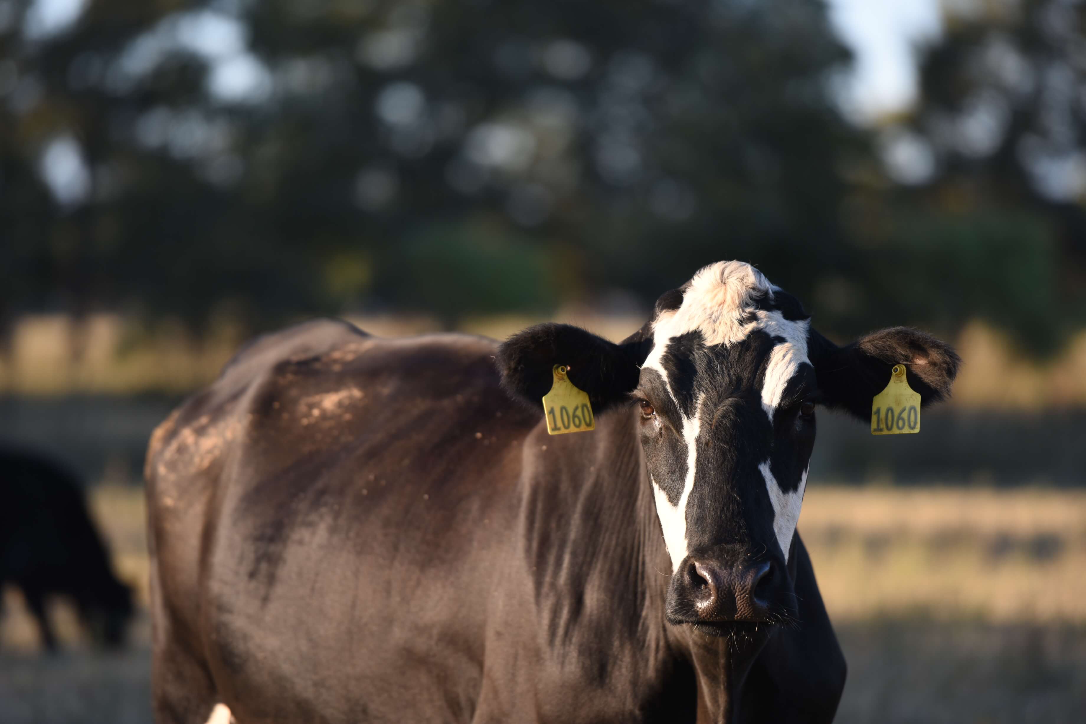 White Oak Pastures cattle