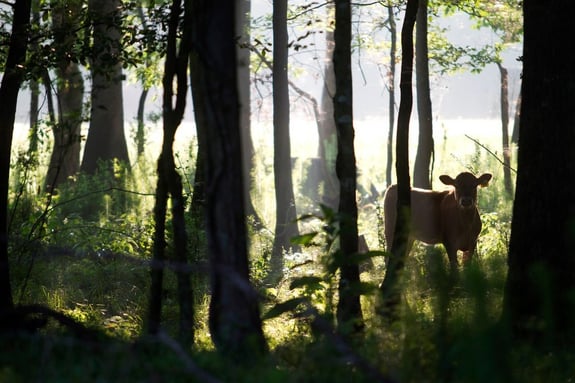 White Oak Pastures forest