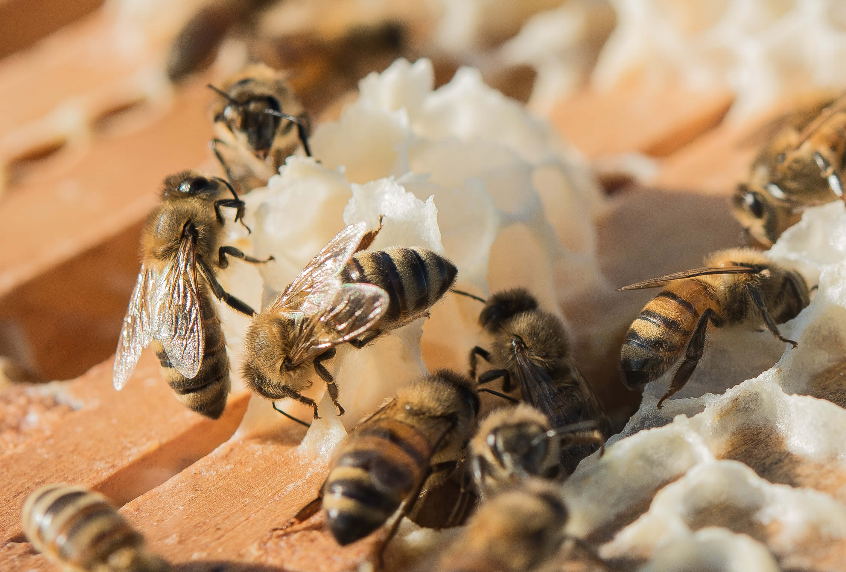 White Oak Pastures honeybees