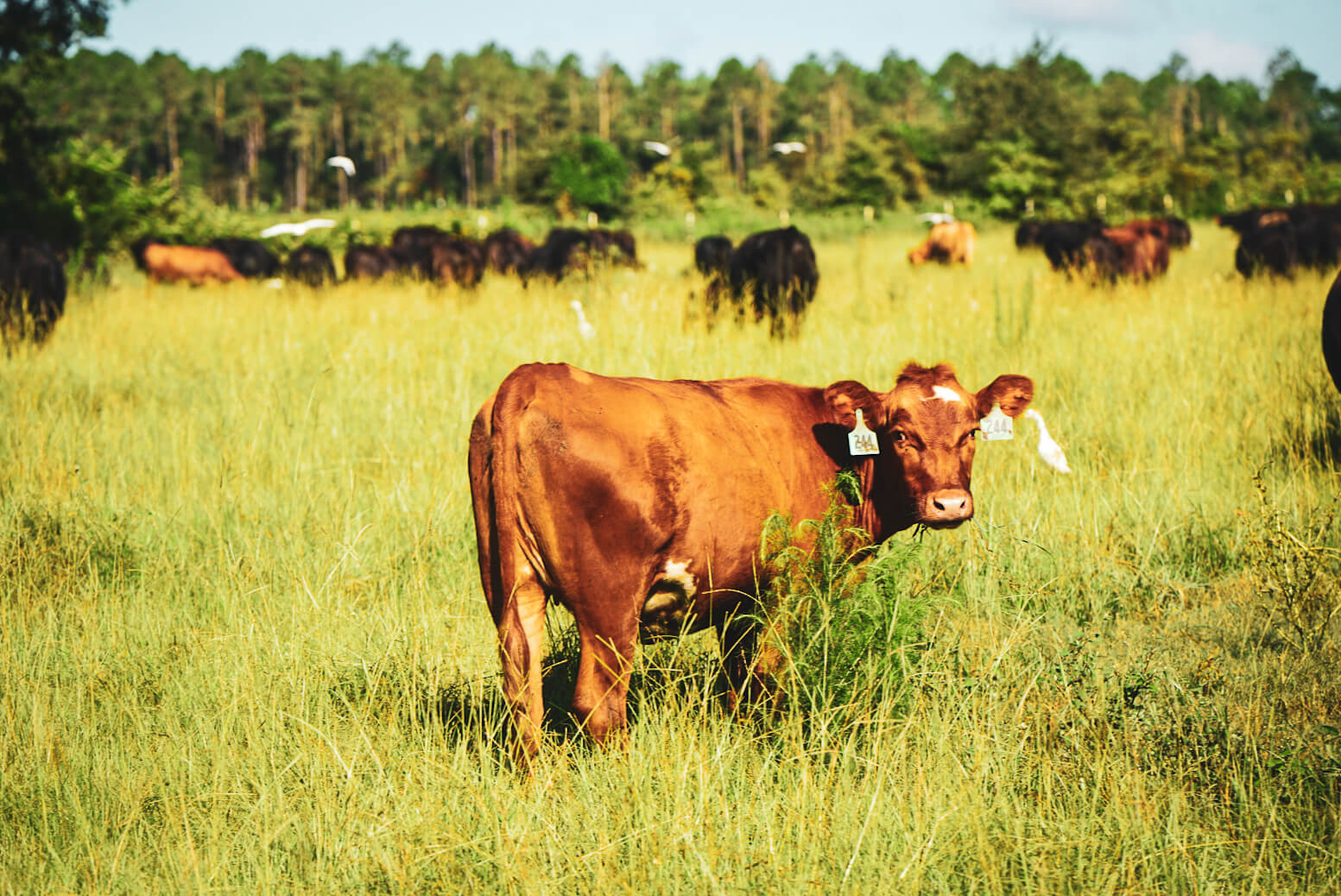 White Oak Pastures regenerative land management grassfed cattle