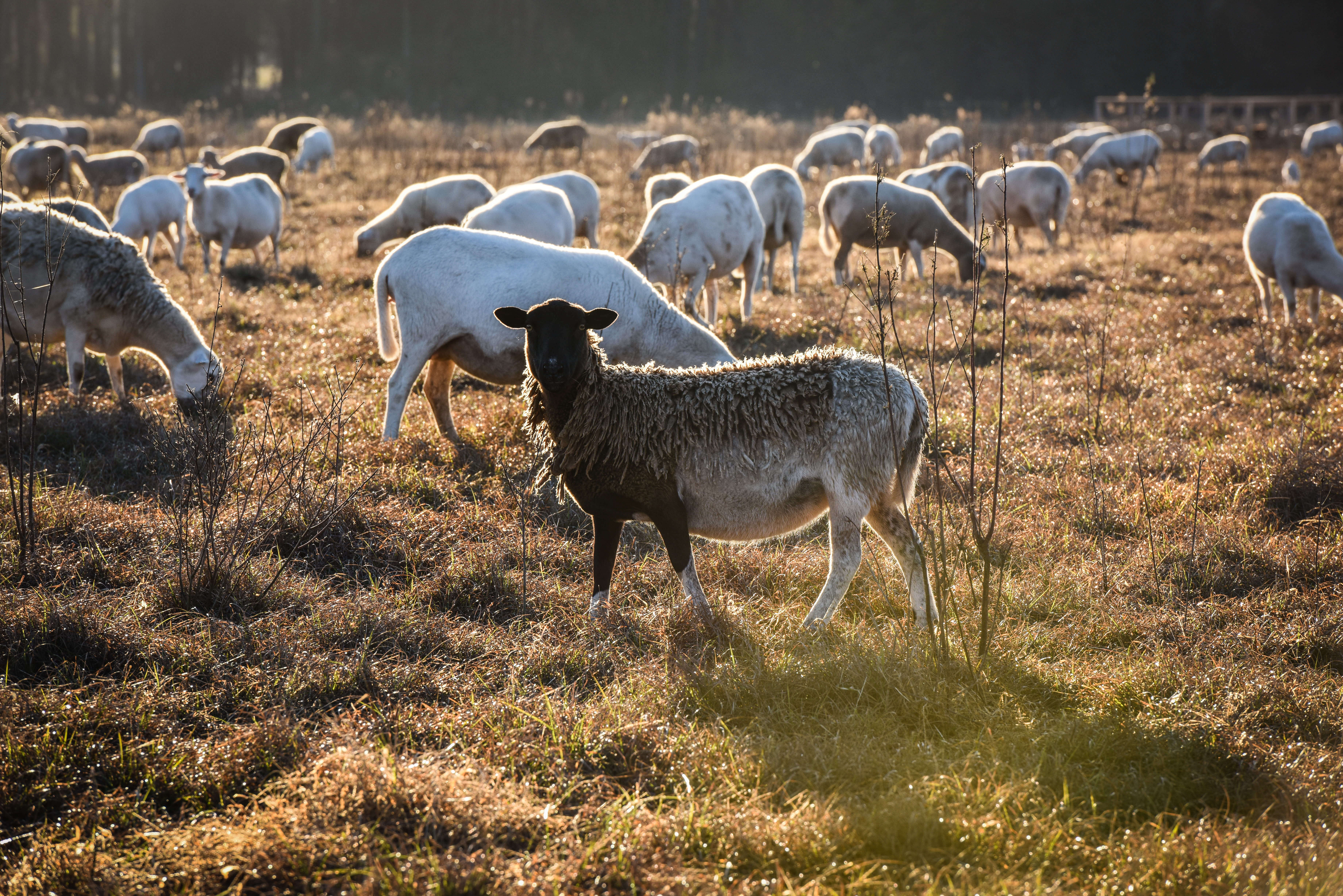 White Oak Pastures sheep pasture raised
