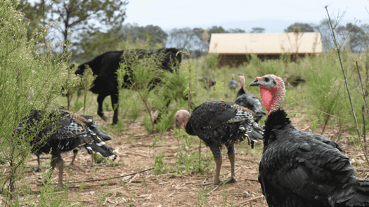 White Oak Pastures turkeys in pasture (1)