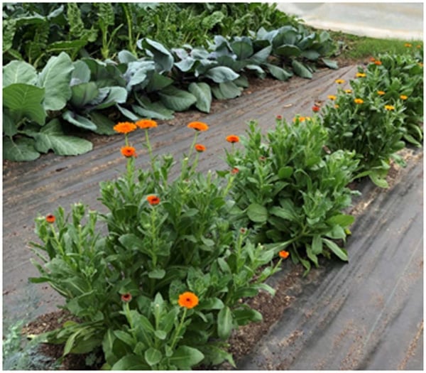 Herbs growing alongside vegetables in White Oak Pastures Organic Garden