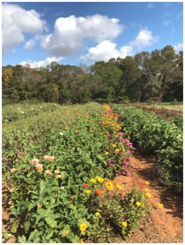 Zinnia flowers grown at White Oak Pastures