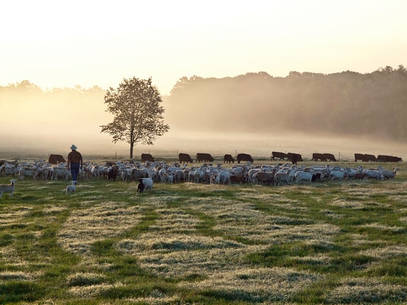 White-Oak-Pastures-multi-species-grazing