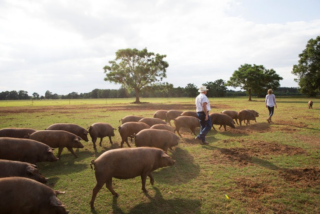 Will Harris Iberian pig iberians pastures hogs