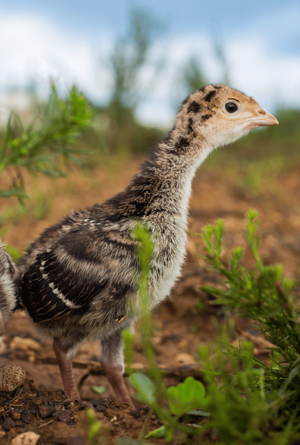 Baby turkey chick at White Oak Pastures