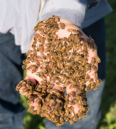 bees on hand wildflower honey