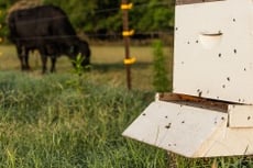 bees-and-cow.jpg