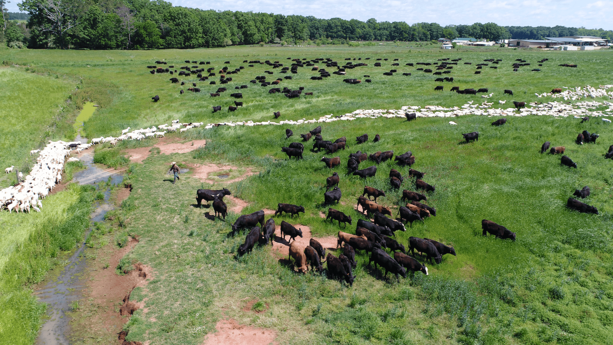 bulls and sheep near creek grazing