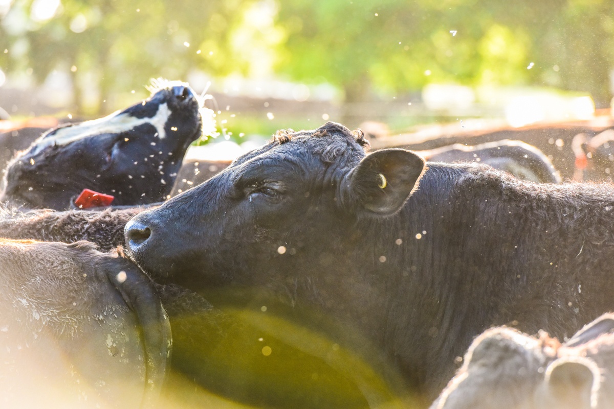 bulls early April pasture raised grass-fed beef