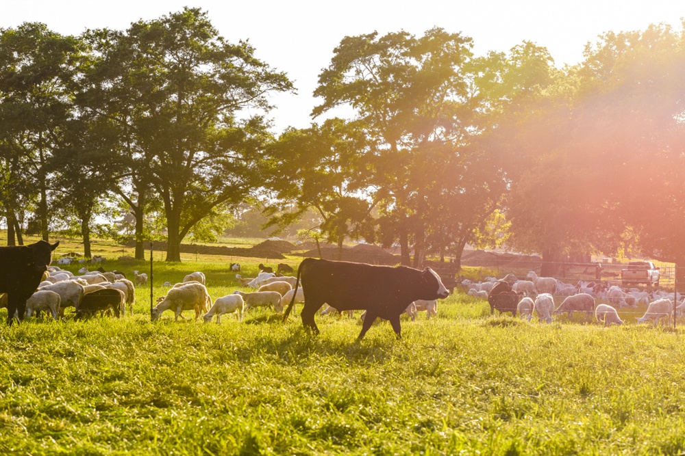 Bulls and sheep graze in a multispecies grass-fed herd