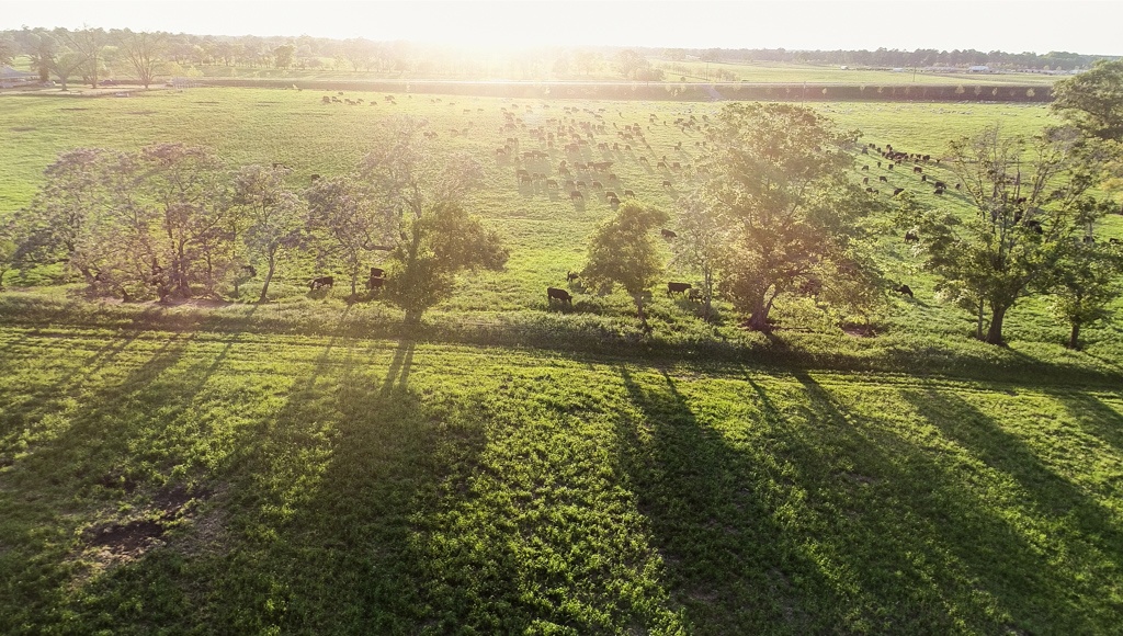 bulls and sheep on pasture at sunset multispecies grass-fed humanely raised certified humane holistic management regenerative farming