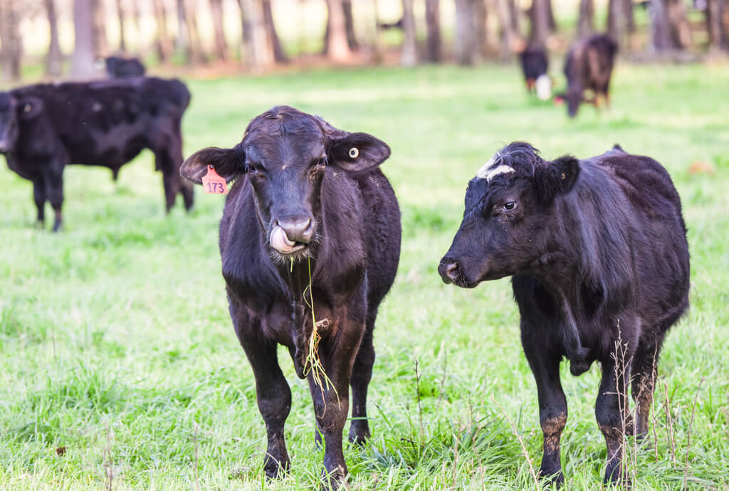 cattle in pasture