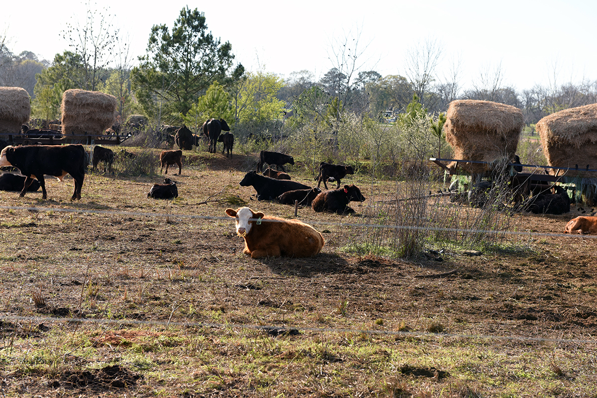 cattle-hay-bombing