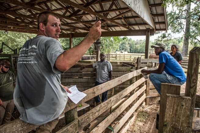 Cattle crew working with extra hands chad from our general store and karen our intern