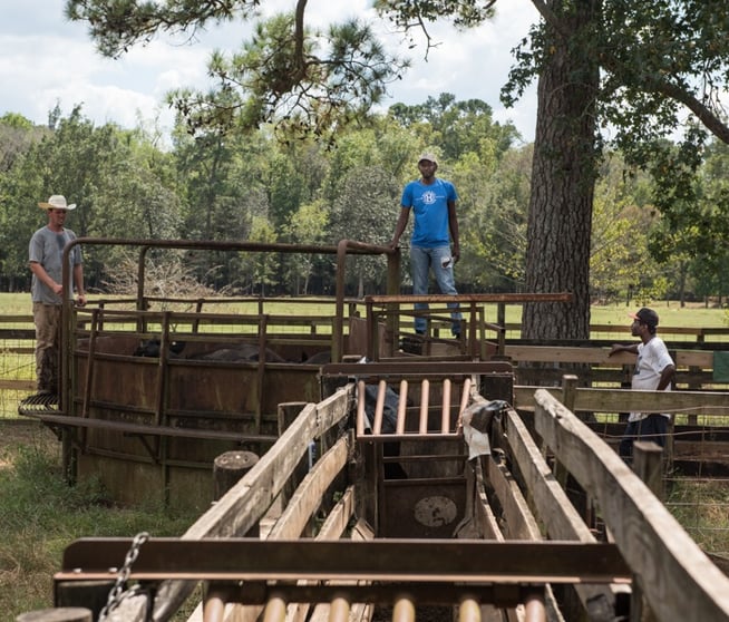 Chad works cattle with our director of livestock John Benoit on a hot summer day in South Georgia