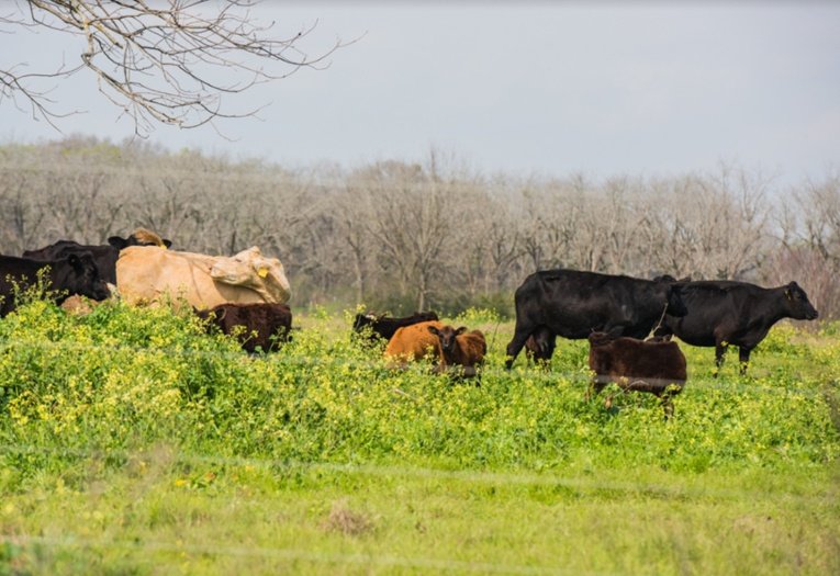 Grassfed pastured cattle at White Oak Pastures in Bluffton Georgia