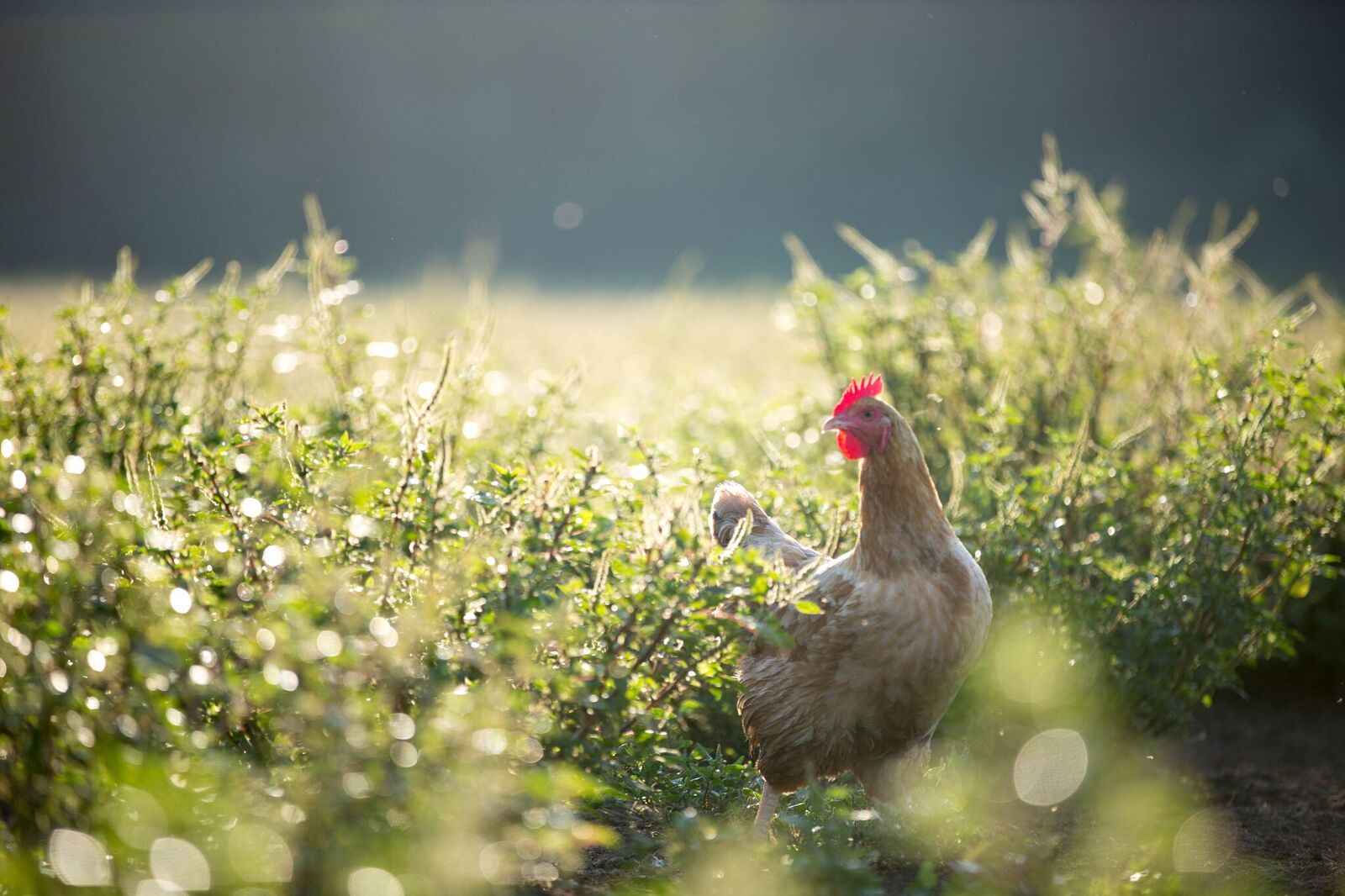 Pastured chicken eggs and meat are produced by our pastured poultry