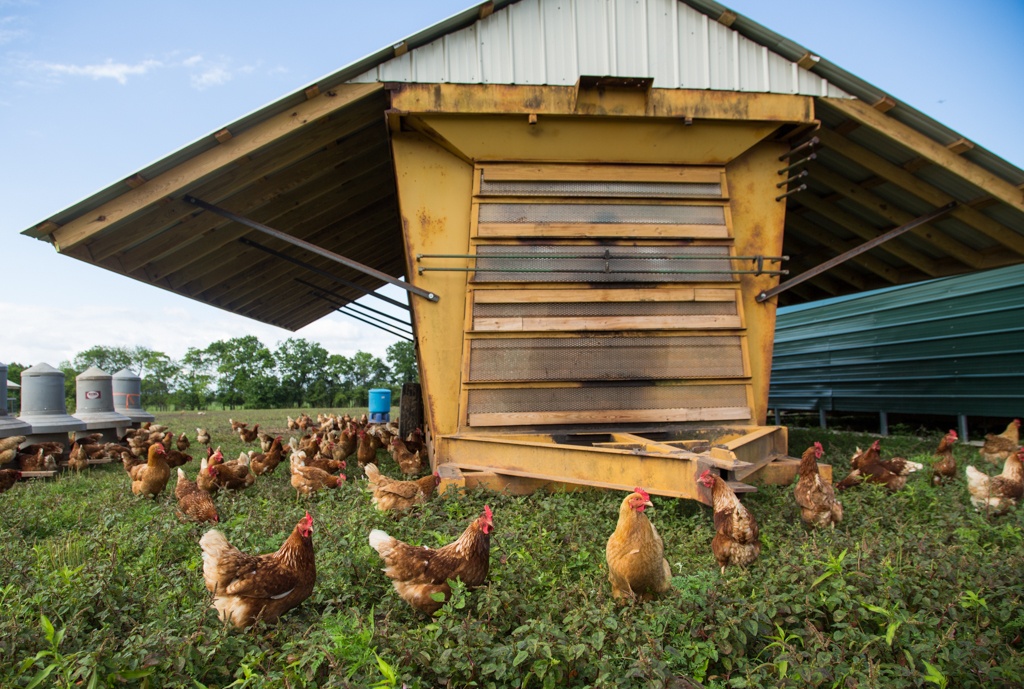 A restored cotton module for certified Humane, Non-GMO, pasture-raised laying hens.