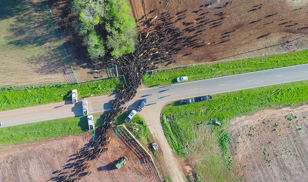 Moving cattle at White Oak Pastures