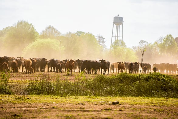 Cows on new land at White Oak Pastures