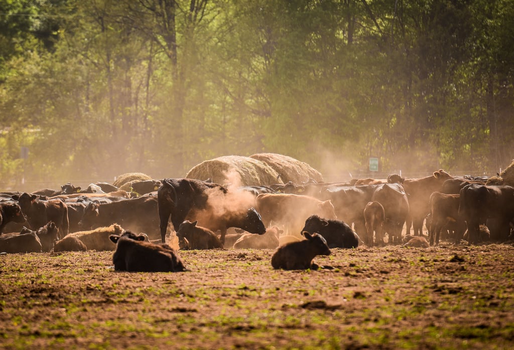 Cows on new land at White Oak Pastures