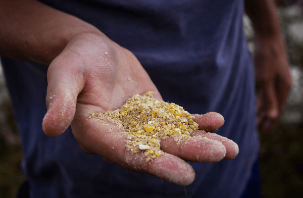 Cracked corn feed for pasture raised turkeys at White Oak Pastures