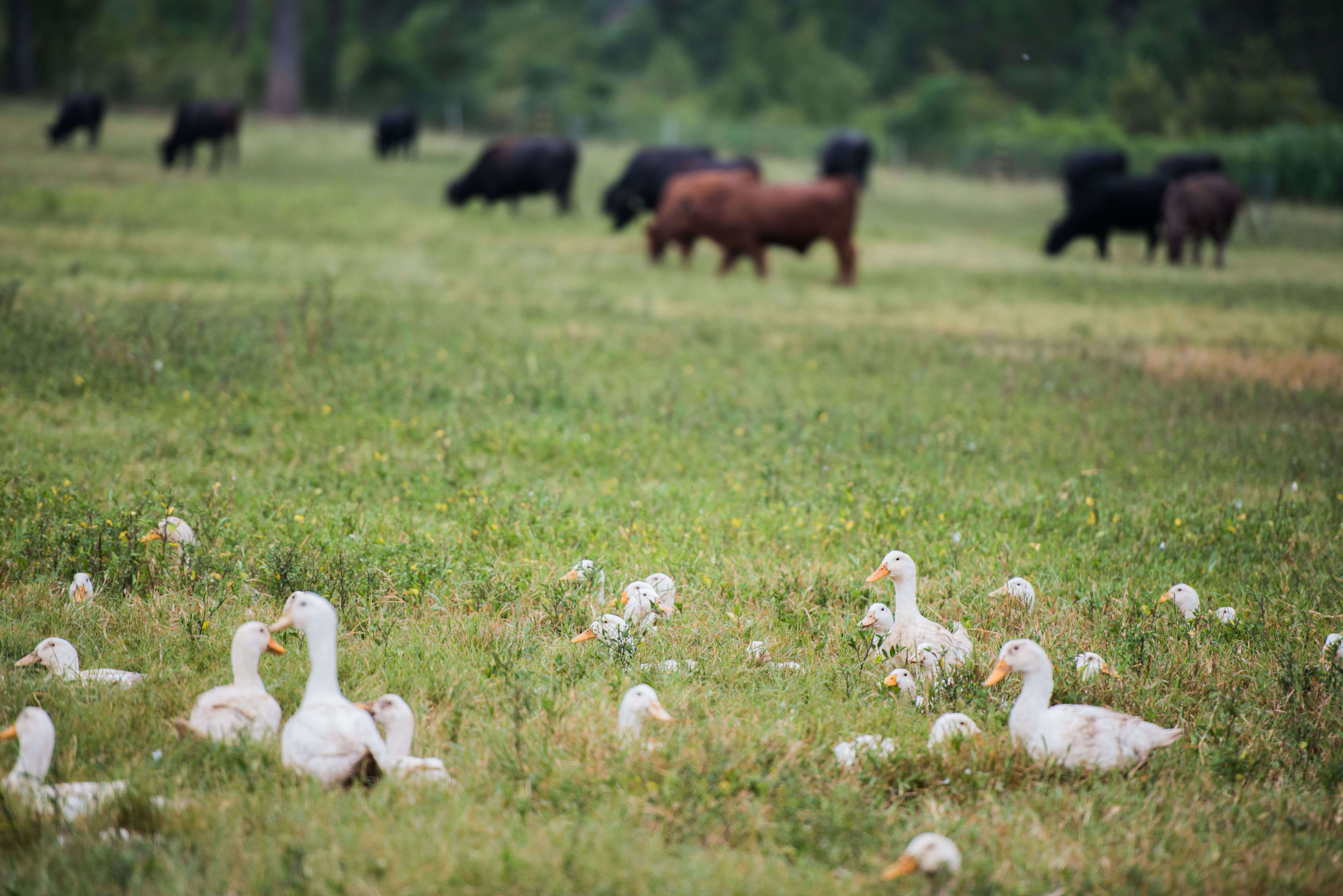 duck cattle multispecies pasture grazing