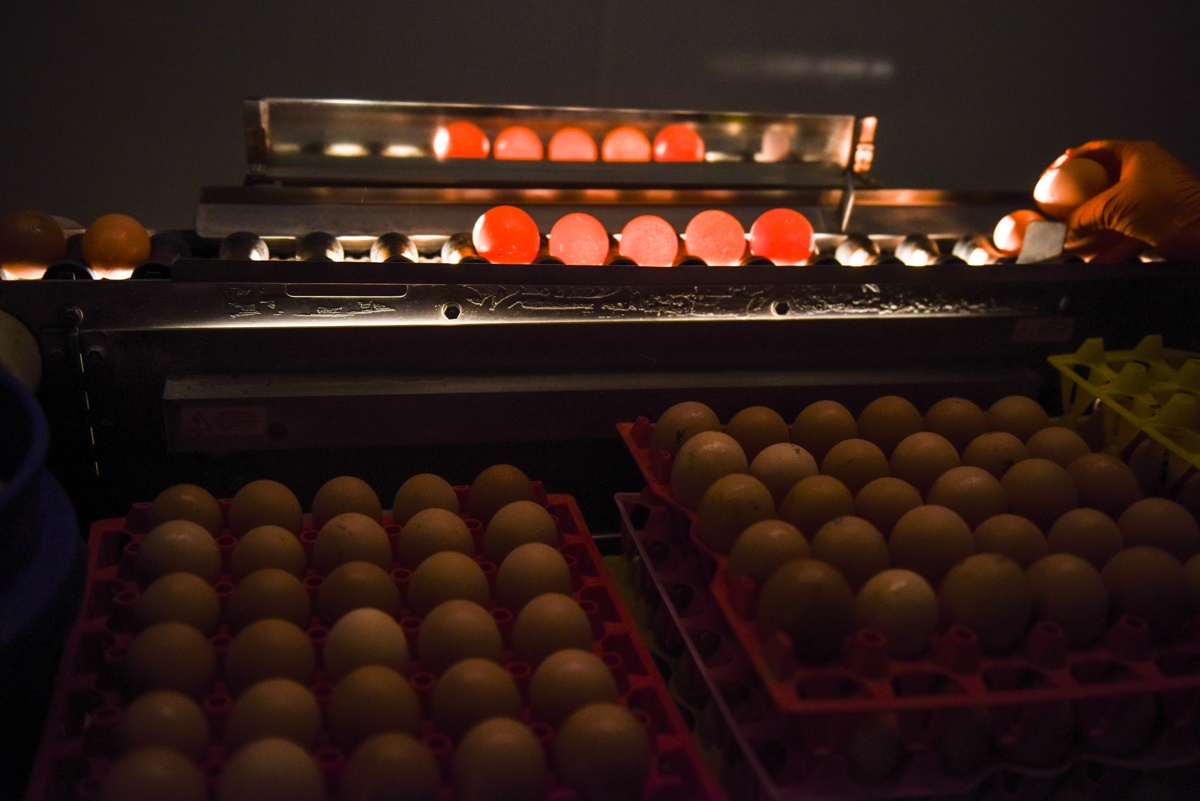 egg candling machine process