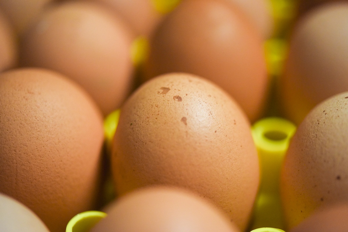 egg room wait in the egg room for shipping