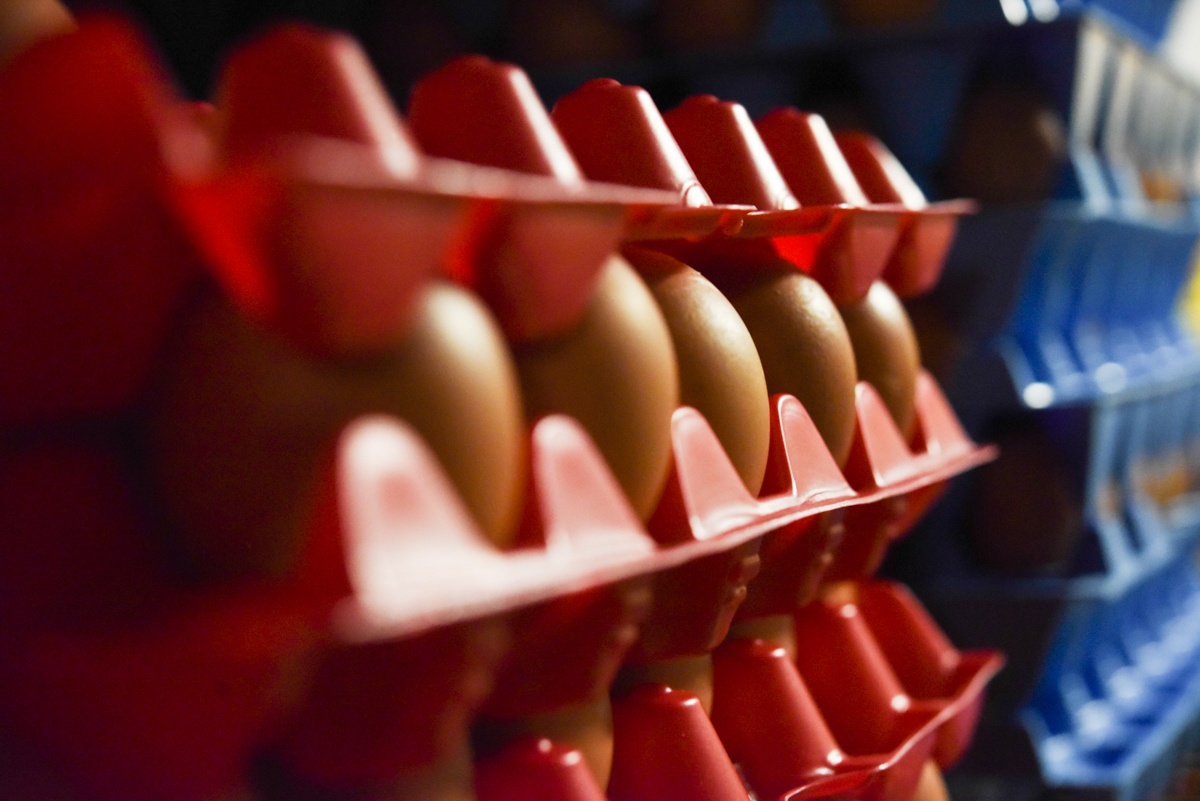 egg crate in egg room pasture raised eggs