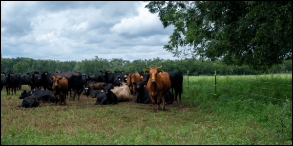 energy cycle grassfed cattle on pasture