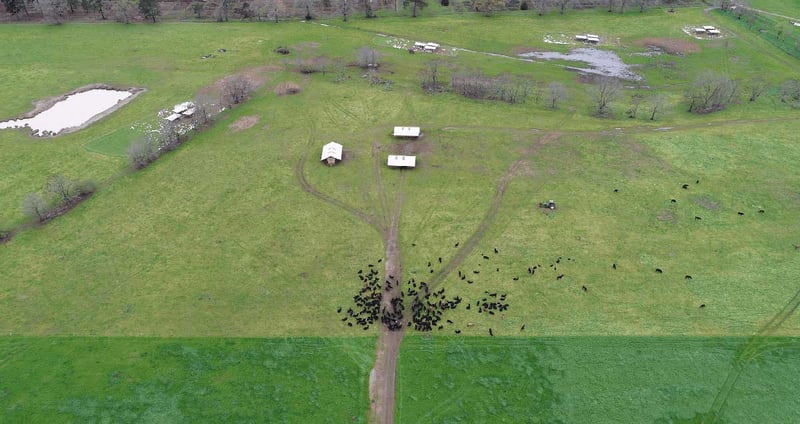 Grassfed beef heifers line graze pasture.