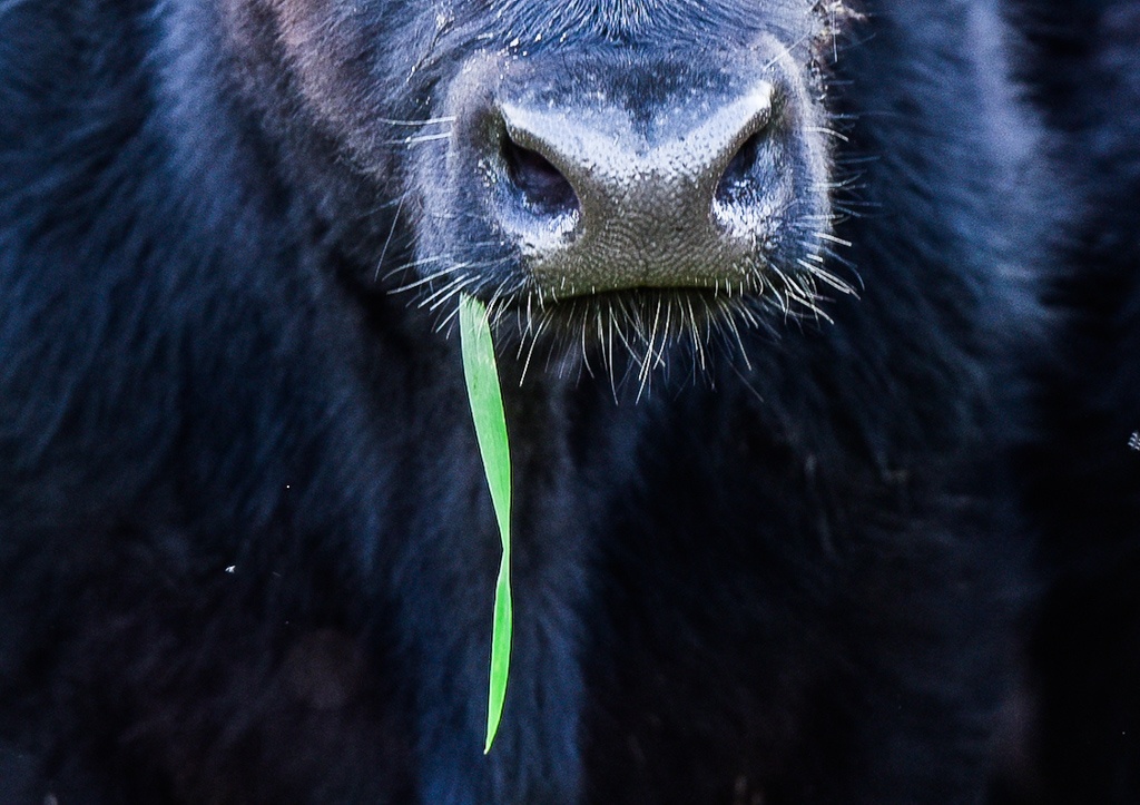 Certified grassfed and humane beef 