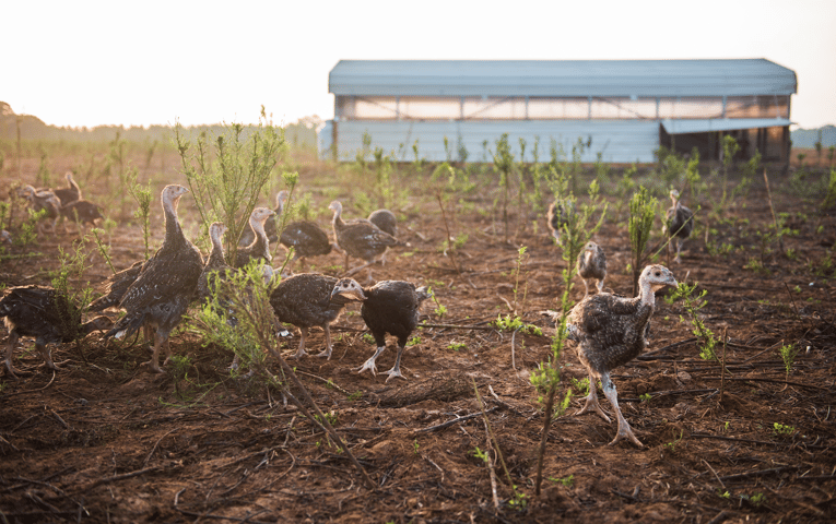 Turkey chicks scratching for food at White Oak Pastures