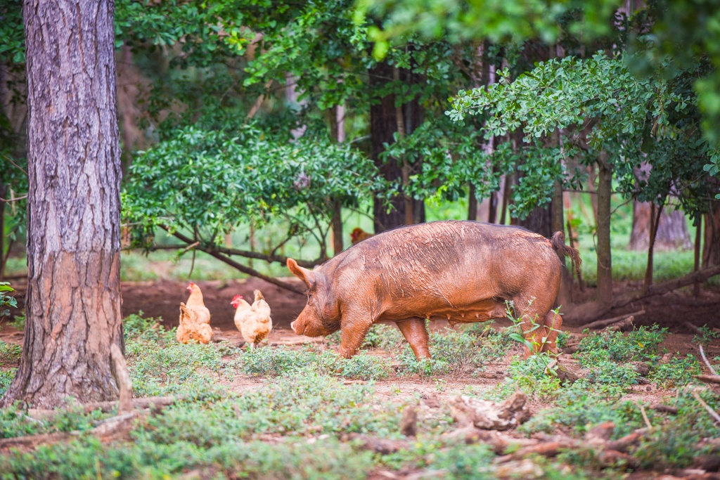 hogs exploring the forest undergrowth with several laying hens pasture raised livestock