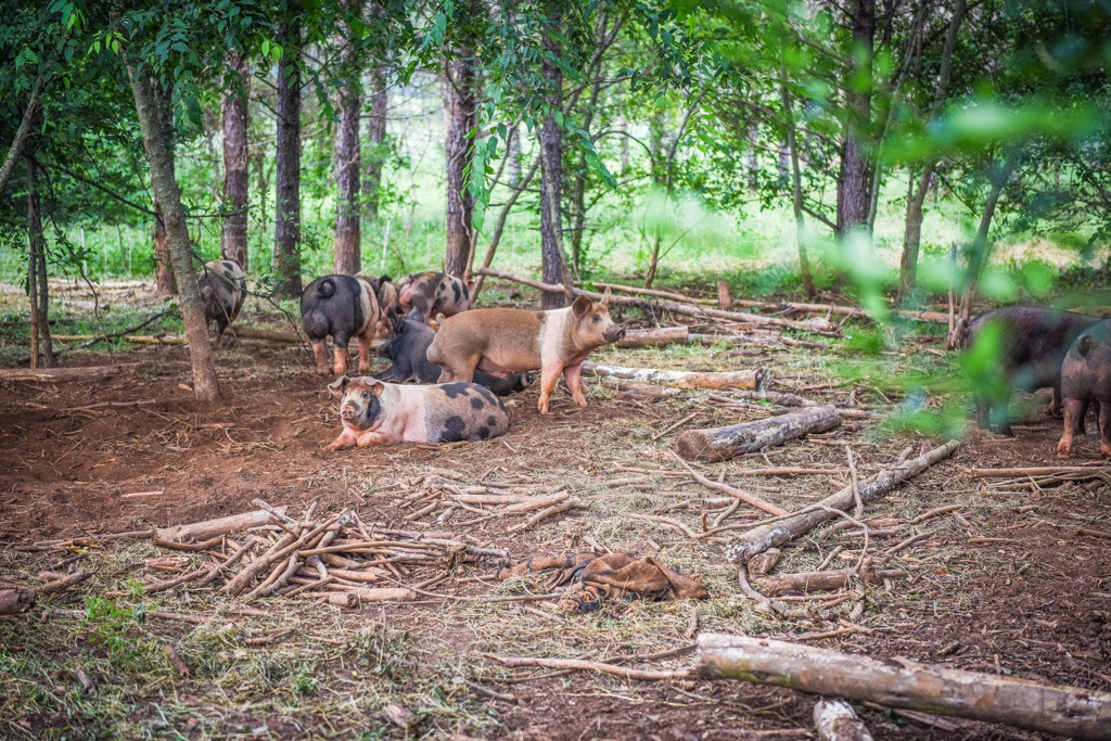 hogs are part of our silvopasture land regeneration 