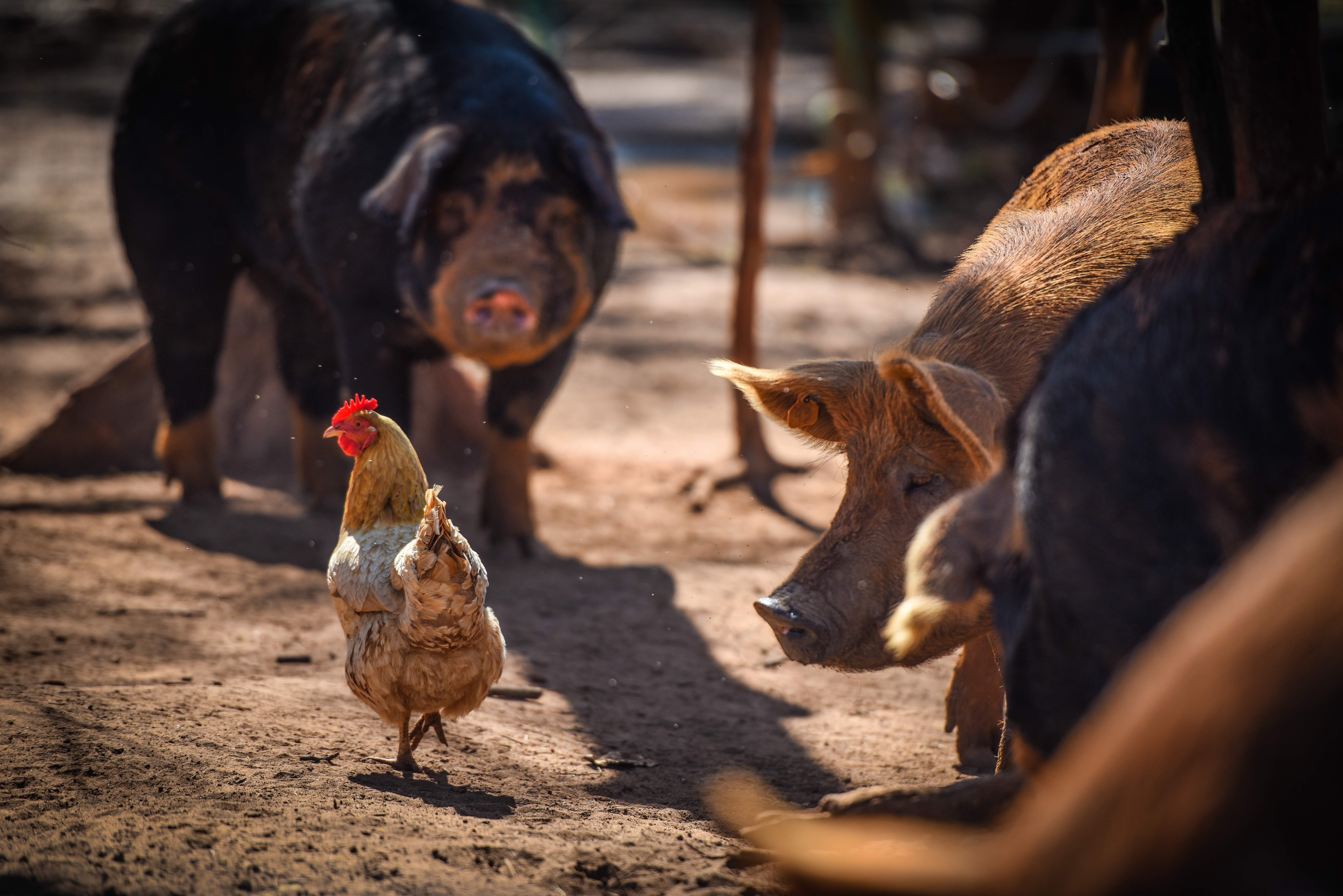 Hogs watching a laying hen at White Oak Pastures