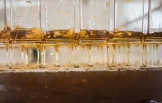 honey-harvest-8-16-2016-19.jpg