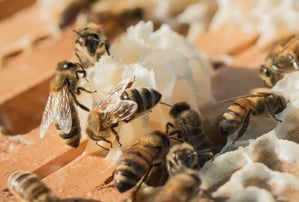 honey-harvest-8-16-2016-26.jpg