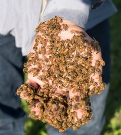 honey-harvest-8-16-2016-27.jpg