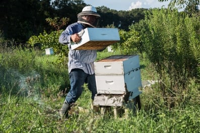 honey-harvest-8-16-2016-31.jpg