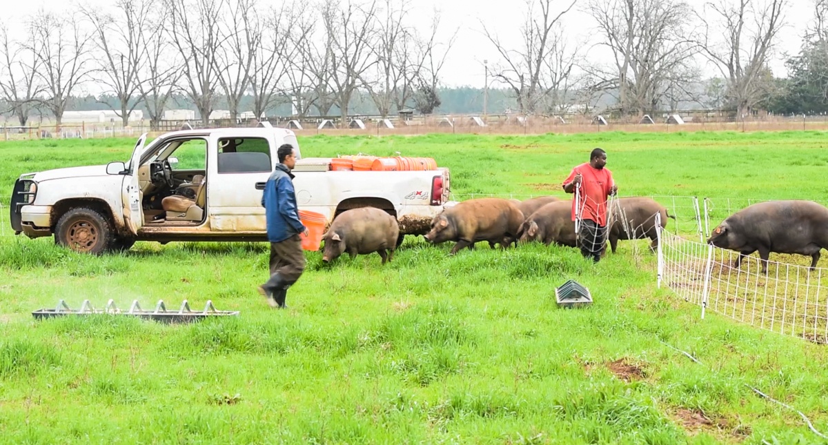 James with Iberian pigs