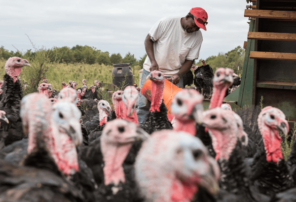 James says the most satisfying part of his job is seeing the turkeys grown.