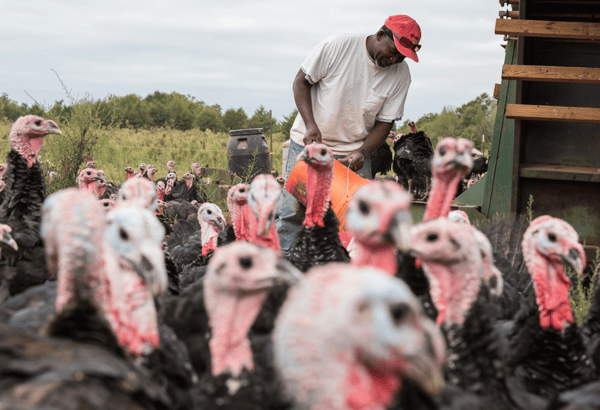 James says the most satisfying part of his job is seeing the turkeys grown.