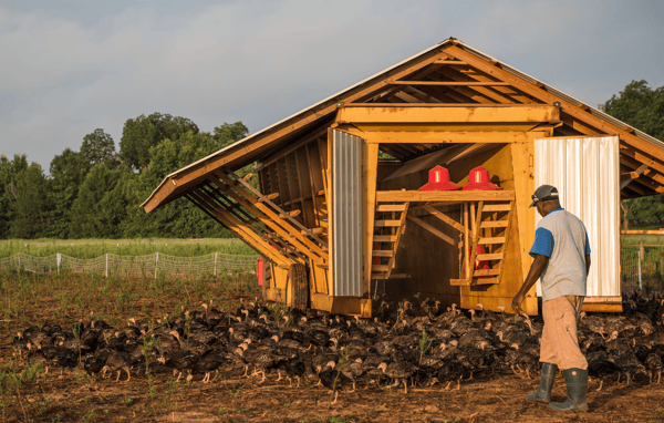 Baby turkeys and James of White Oak Pastures